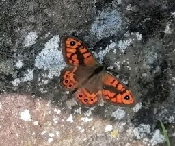 Pat - Argus vlinder